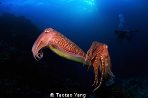 The squid couple before mating by Taotao Yang 